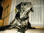 2003-12-16 (6).JPG