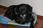 2010-12-11 (1).JPG
